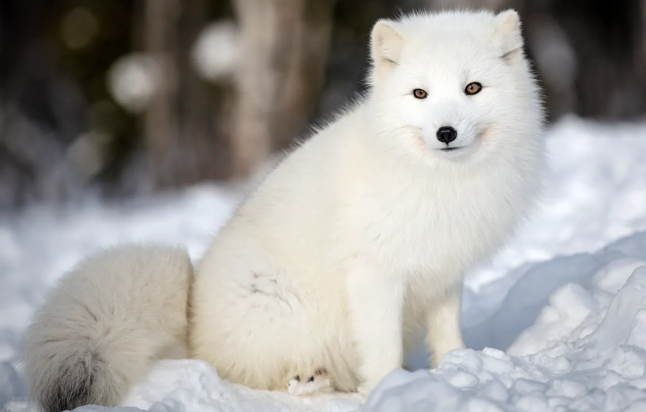 Фото обои зима, лес, животные, белый, морда, снег, природа, фон