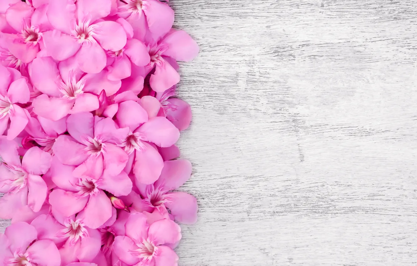 Фото обои цветы, розовые, wood, pink, flowers, tender