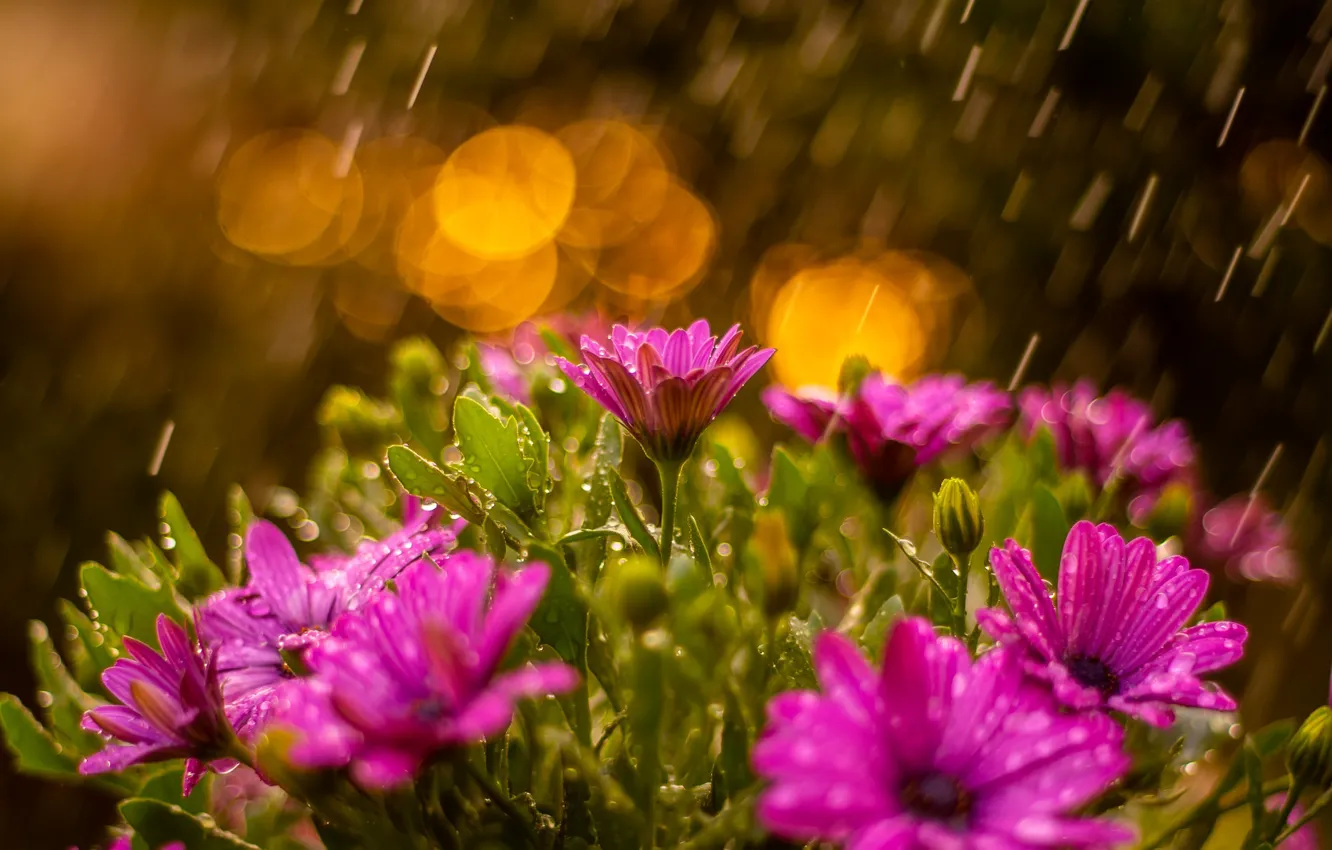Фото обои вода, капли, цветы, природа, дождь, ромашки, боке