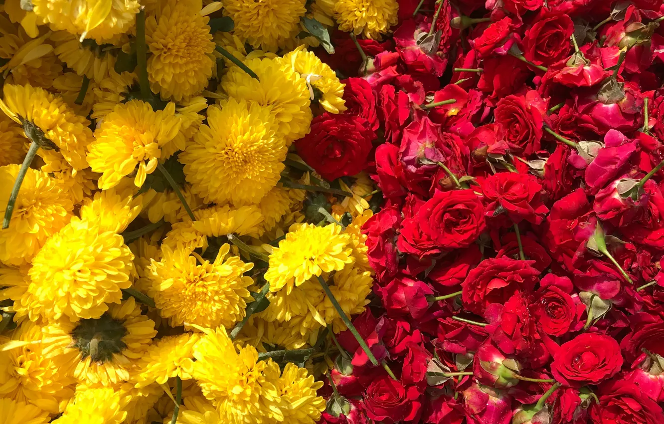 Фото обои цветы, розы, желтые, красные, хризантемы, много