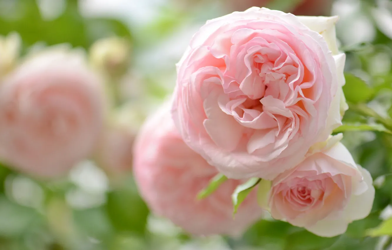 Фото обои макро, нежность, розы, лепестки, розовые, бутоны, боке