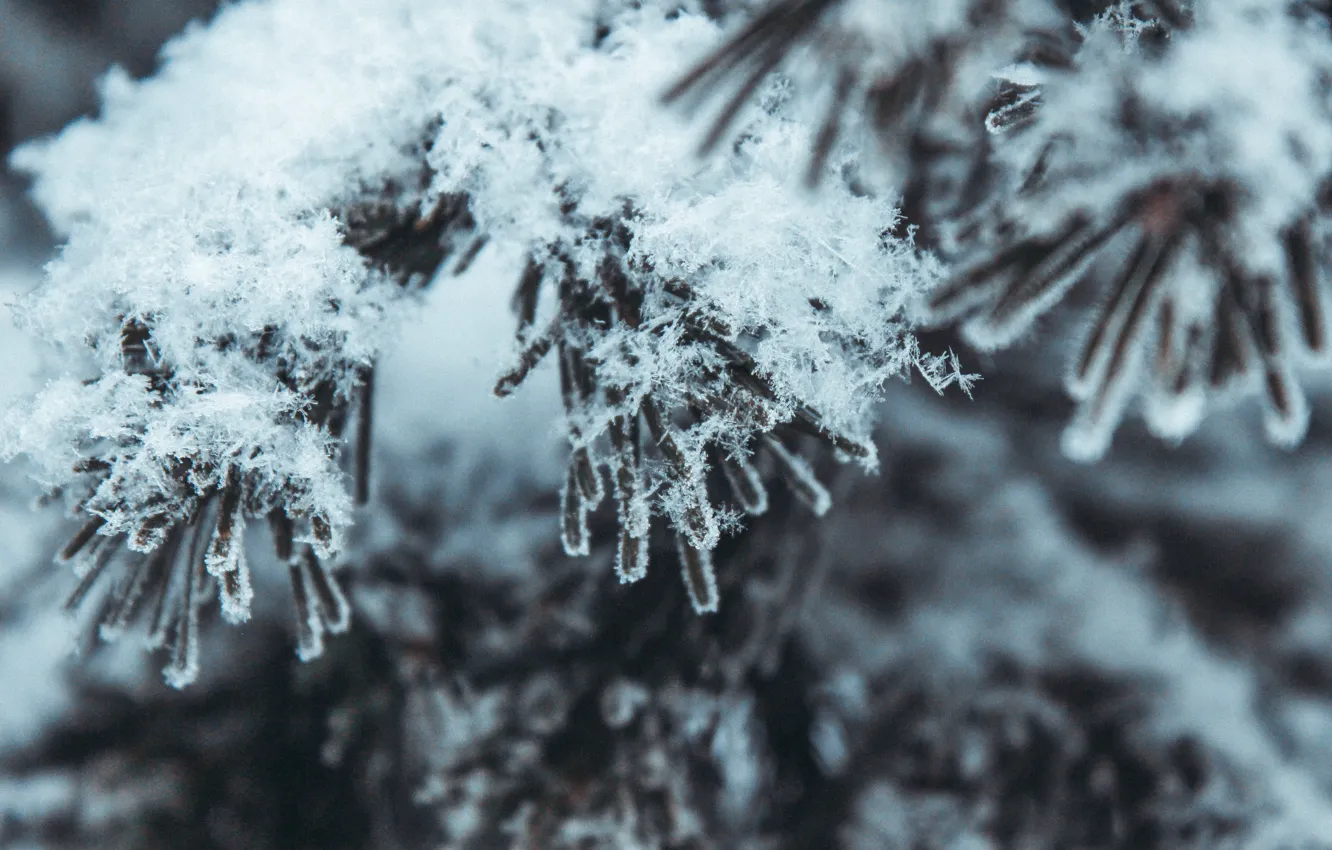 Фото обои зима, снег, природа, ель, сибирь