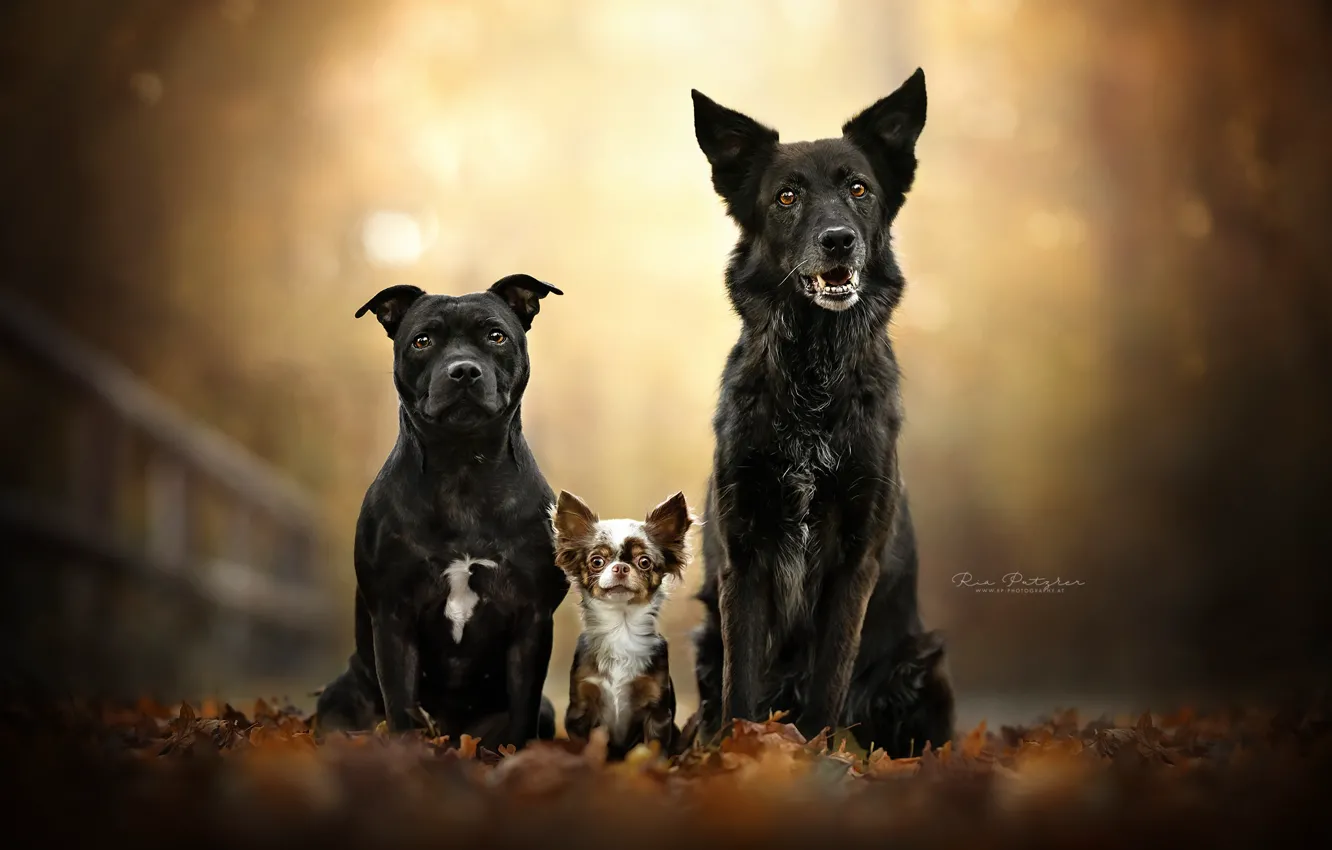 Фото обои осень, собаки, листья, листва, портрет, трио, друзья, боке