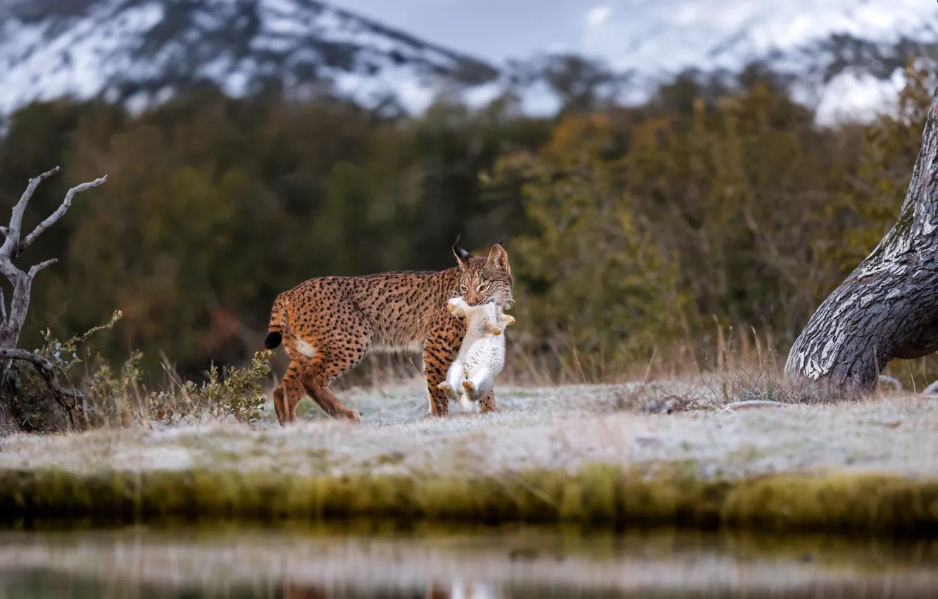 Фото обои взгляд, морда, природа, поза, рысь