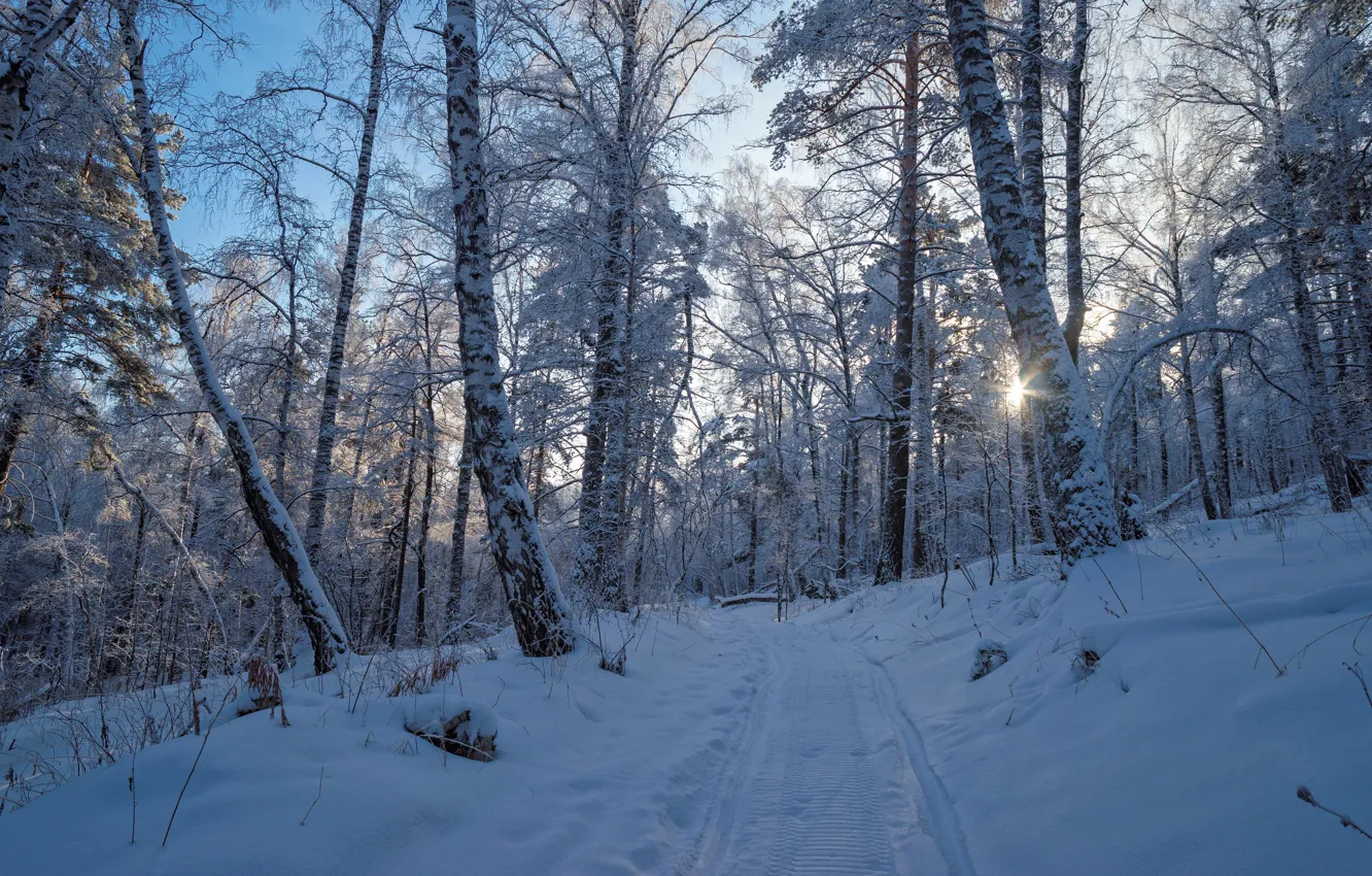 Фото обои зима, дорога, лес, снег