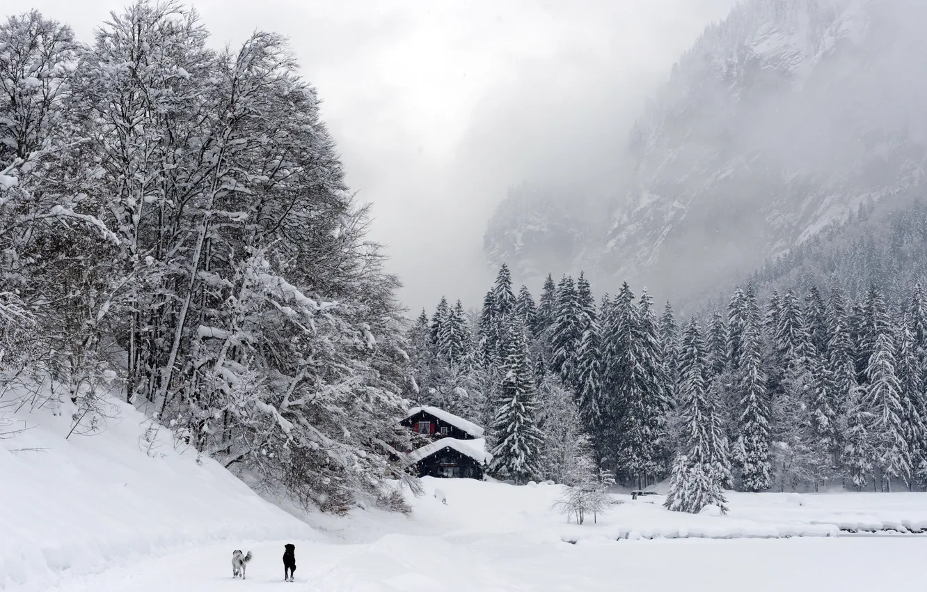 Фото обои зима, собаки, горы, туман, дом