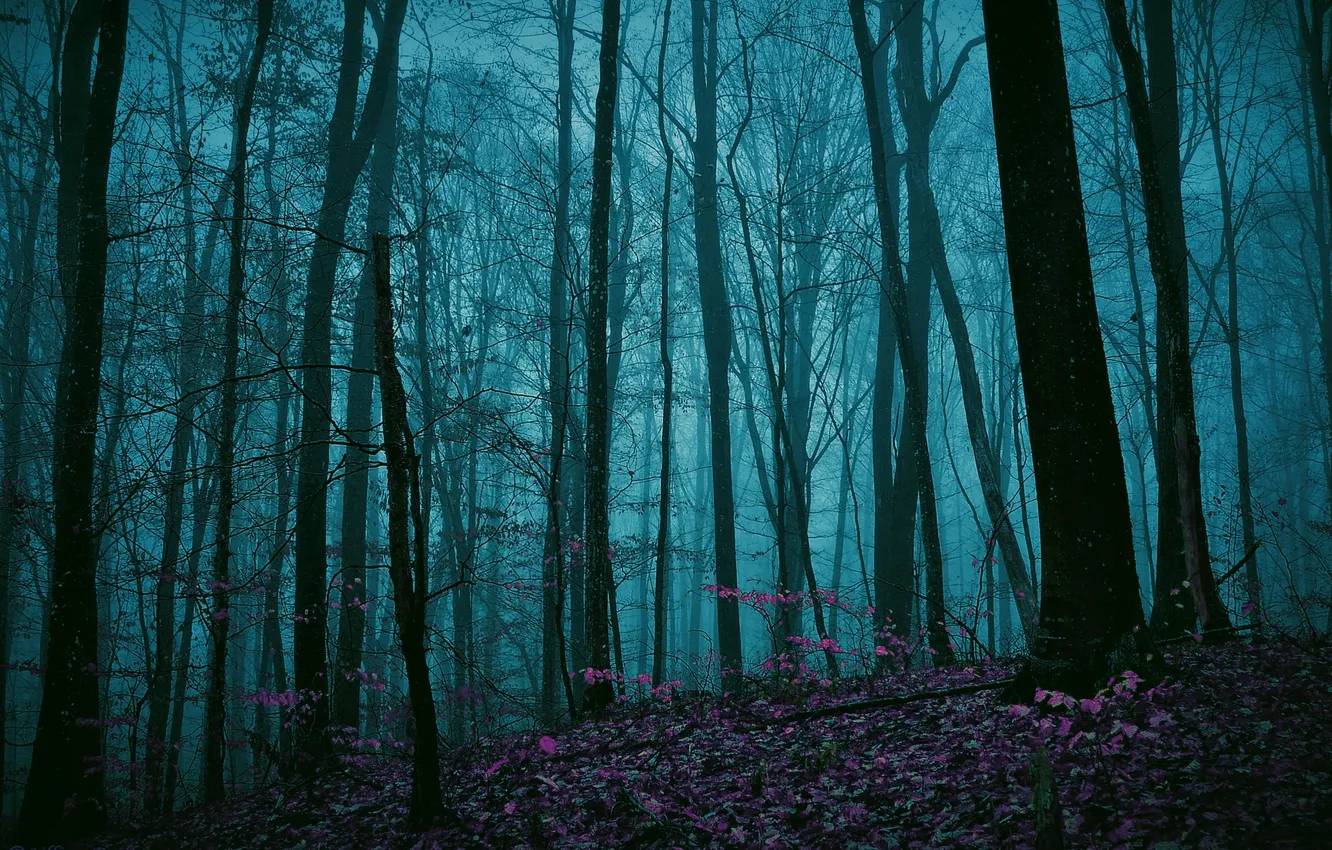 Фото обои лес, деревья, туман