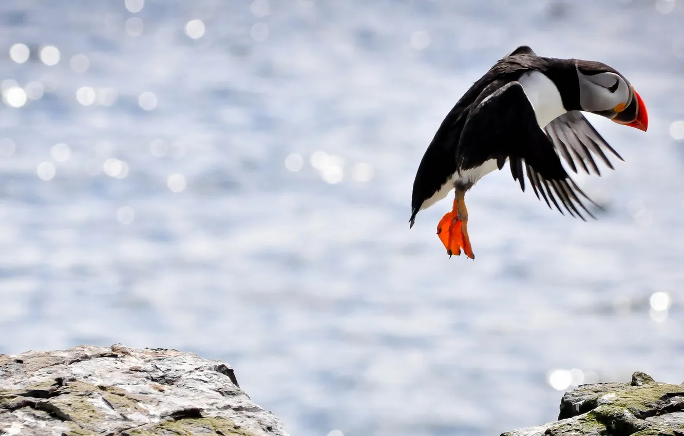 Фото обои природа, птица, Puffin