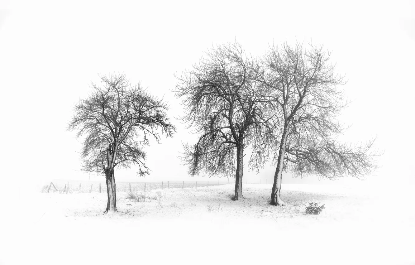 Фото обои зима, деревья, природа