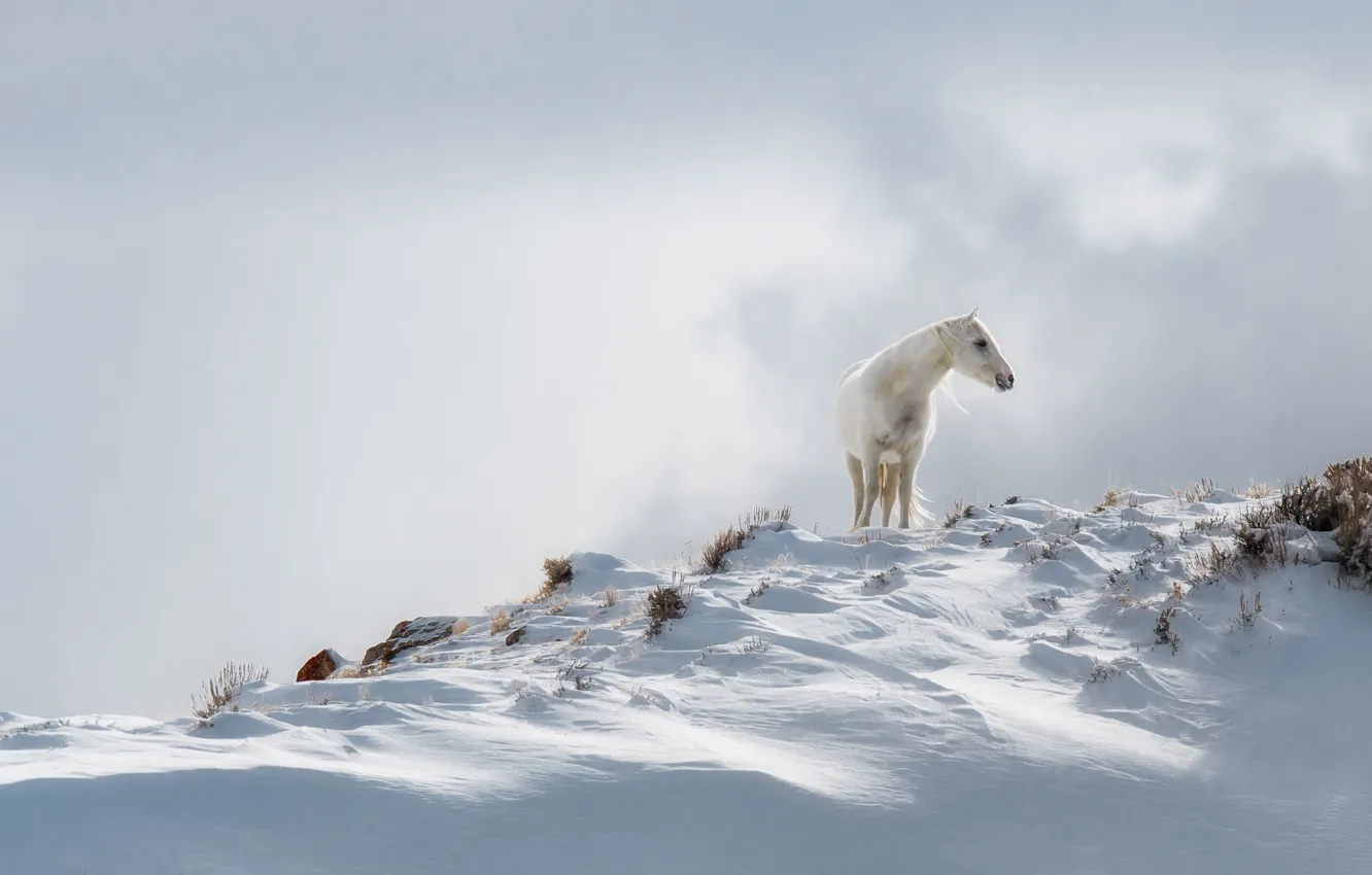 Фото обои зима, белый, снег, природа, конь, лошадь, сугробы, белая