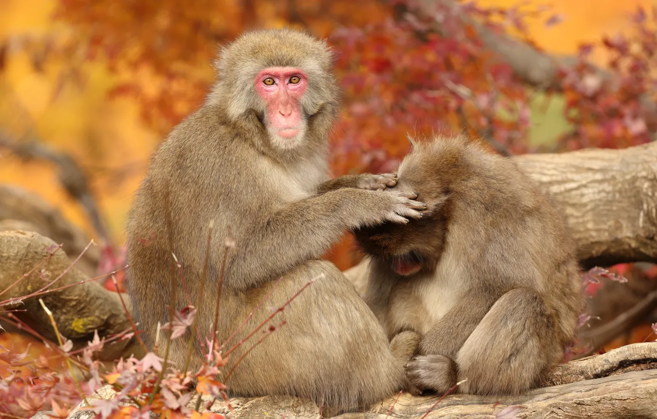 Фото обои обезьяна, пара, макака
