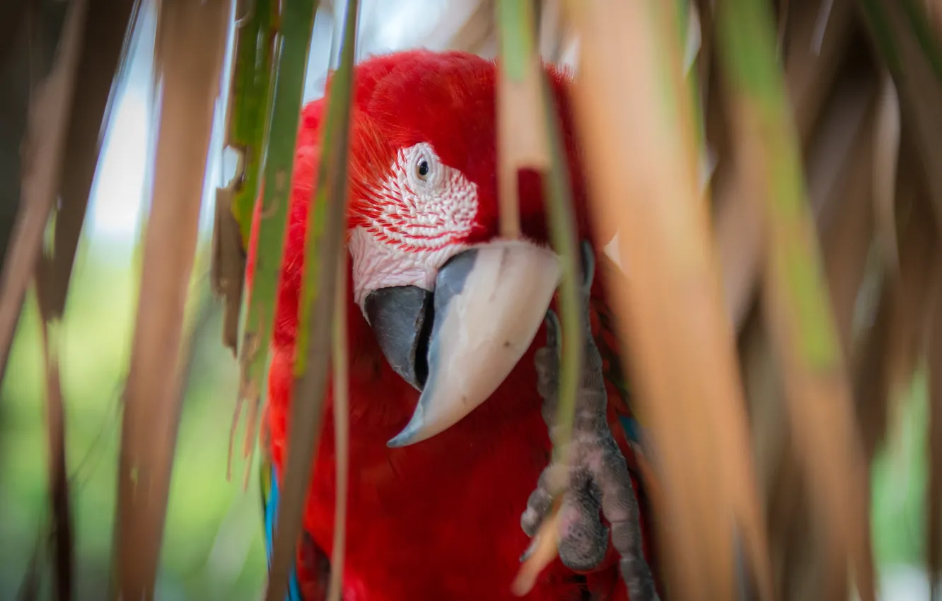 Фото обои взгляд, листья, красный, пальма, перья, клюв, попугай, разноцветный