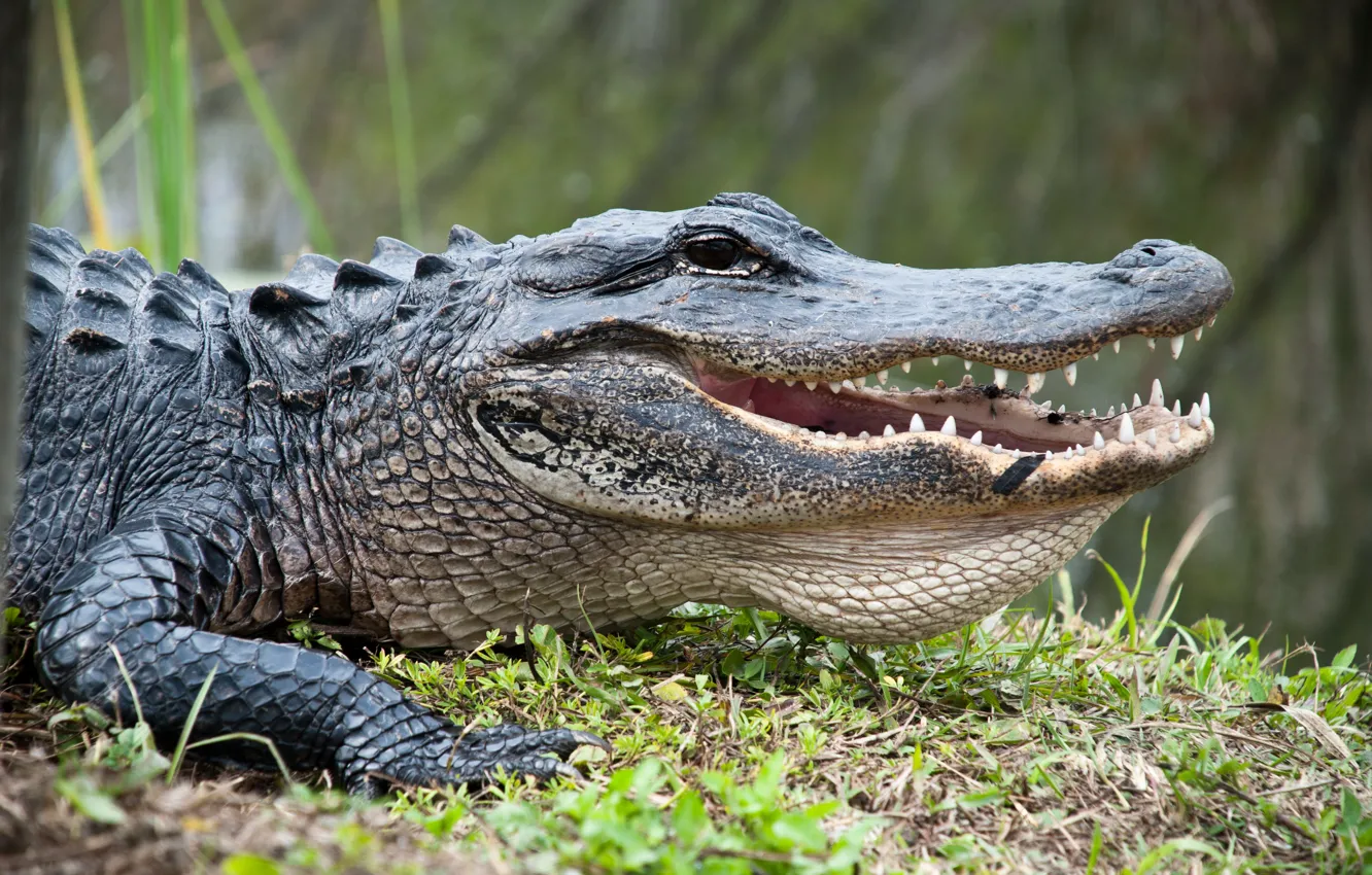 Фото обои predator, crocodile, reptile