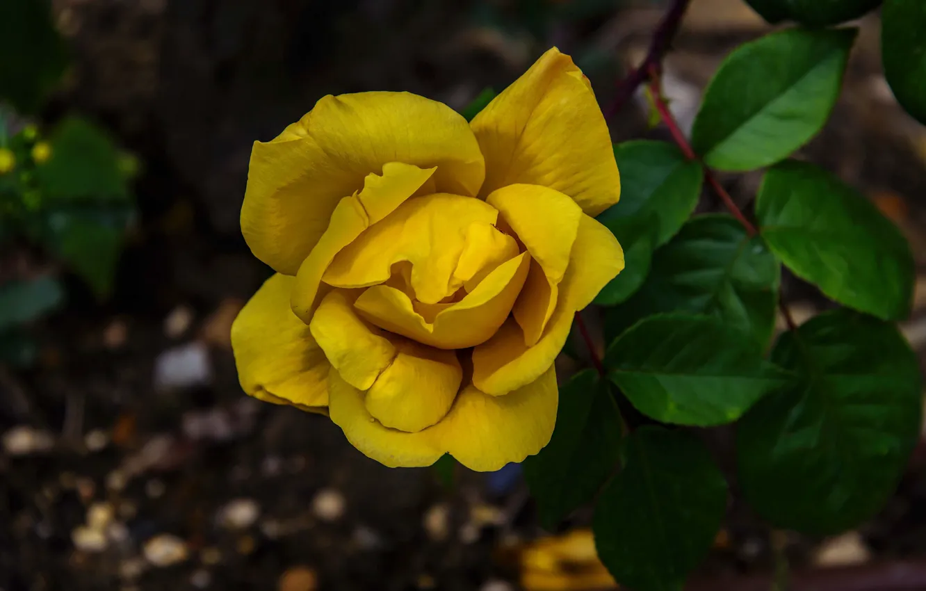 Фото обои роза, жёлтая, боке