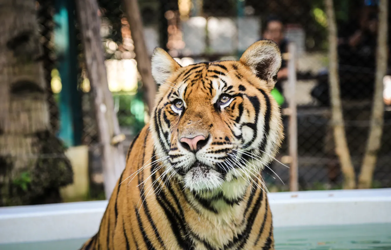 Фото обои полоски, тигр, хищник