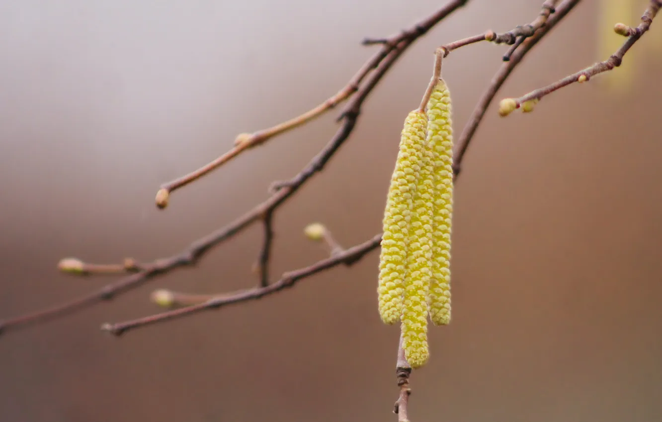 Фото обои tree, plant, twig