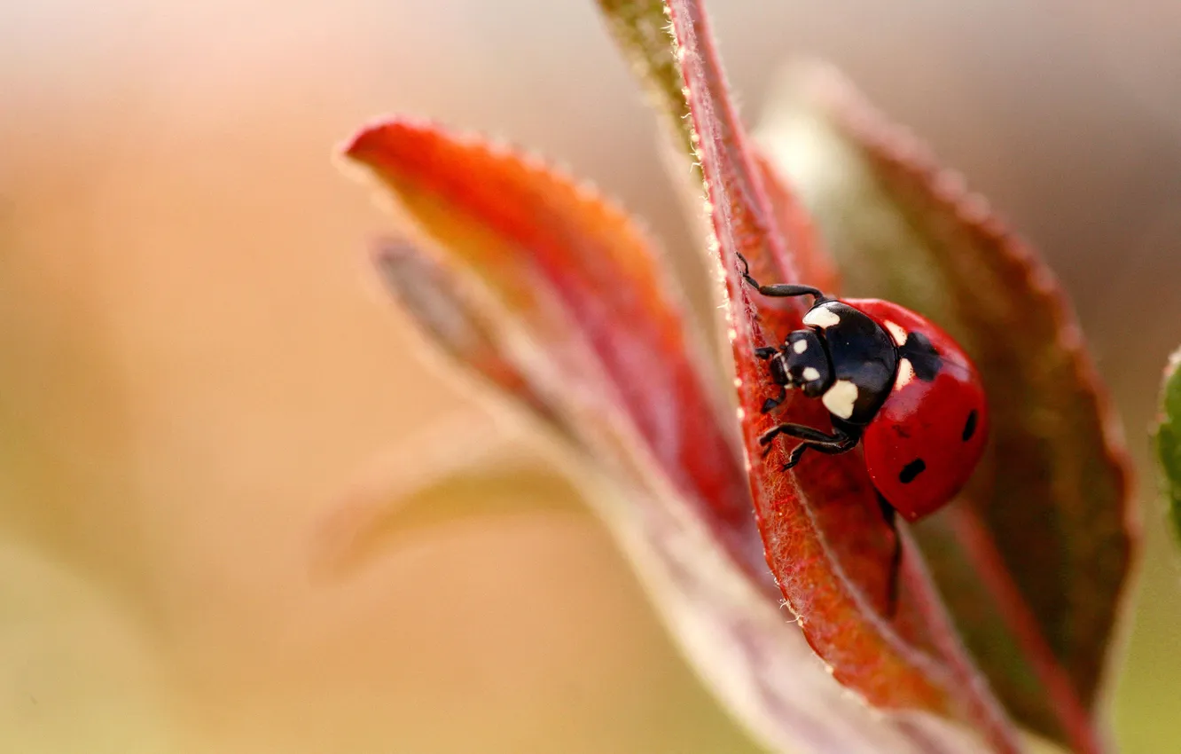 Фото обои макро, лист, растение, божья коровка, насекомое, macro