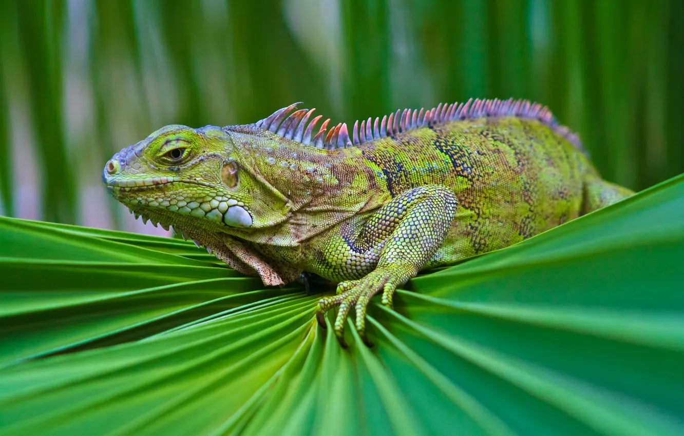 Фото обои зелень, взгляд, чешуя, ящерица, ткань, игуана