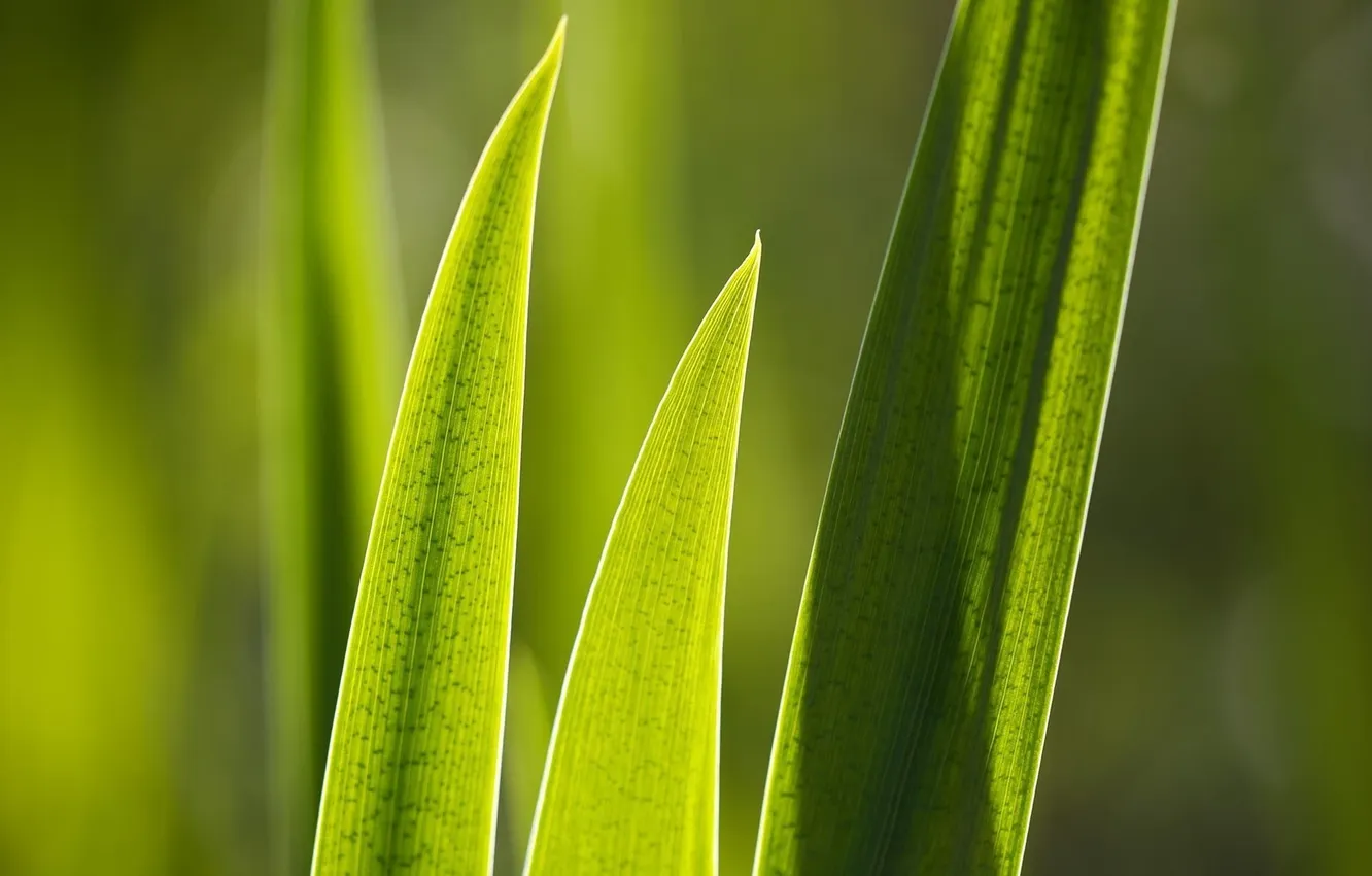 Фото обои зелень, листок, растения