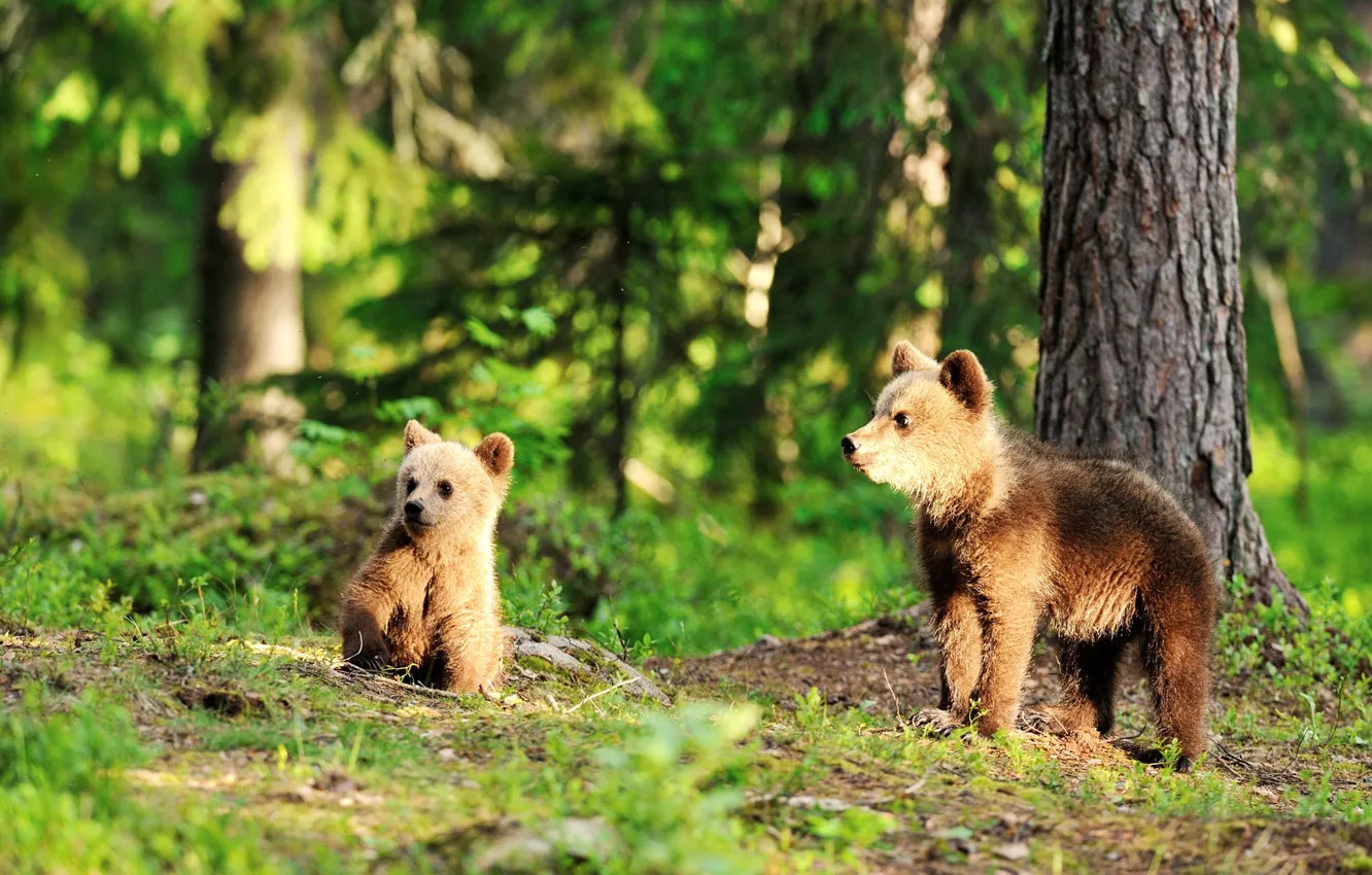 Фото обои лес, свет, медведи, пара, малыши, медвежата, два, бурые
