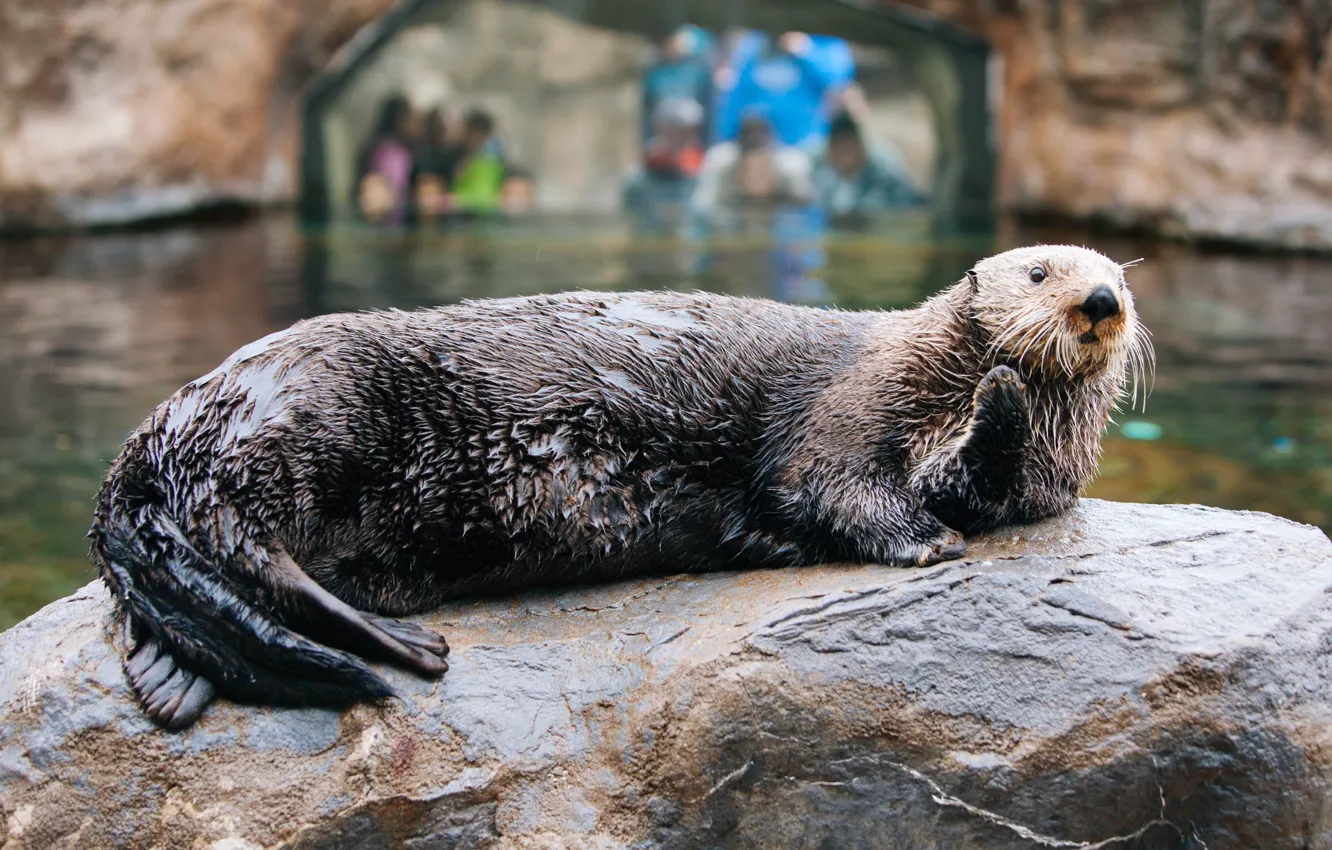 Фото обои nature, animal, wildlife, otter