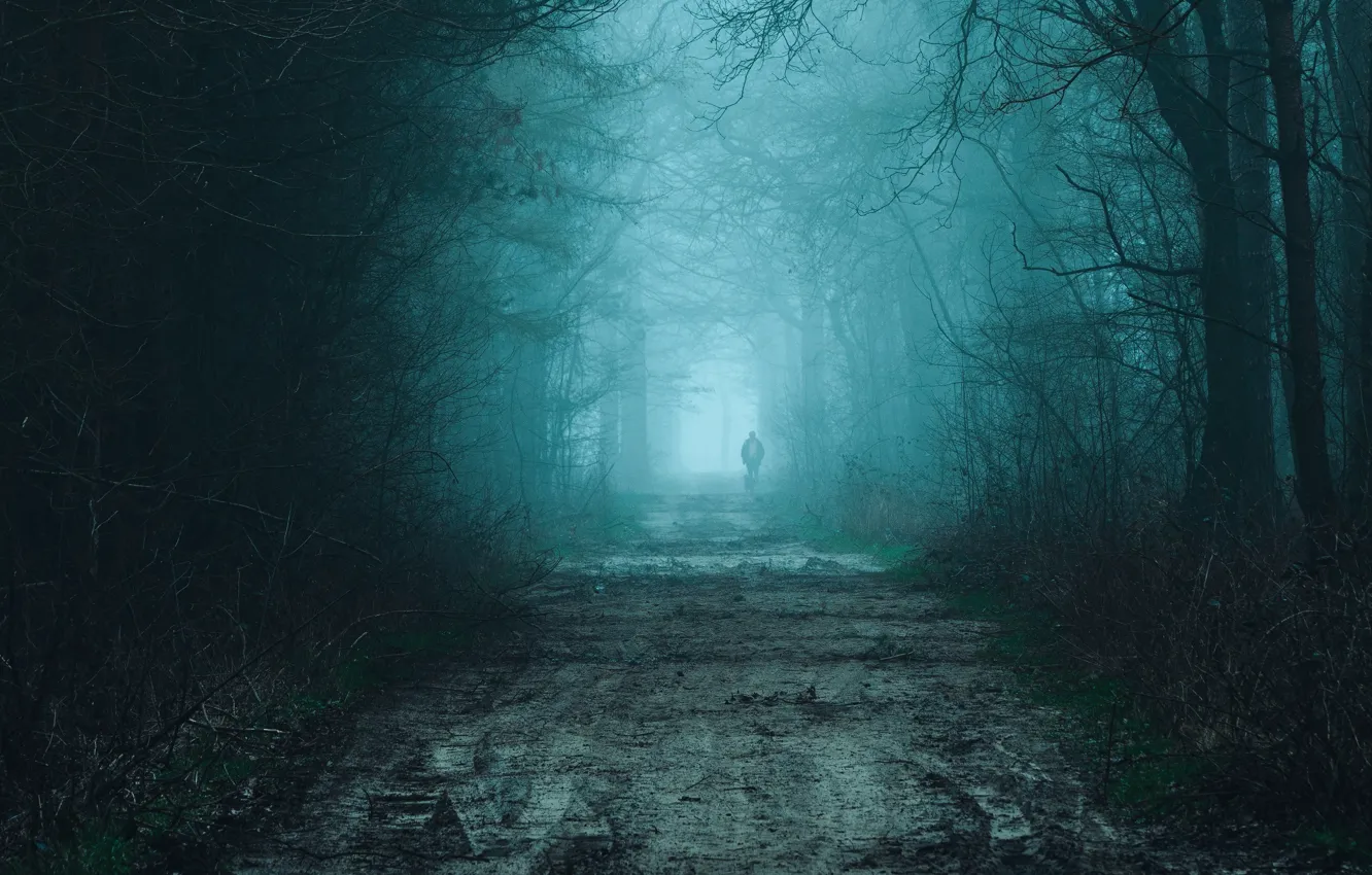 Фото обои дорога, лес, деревья, природа, туман, человек, собака