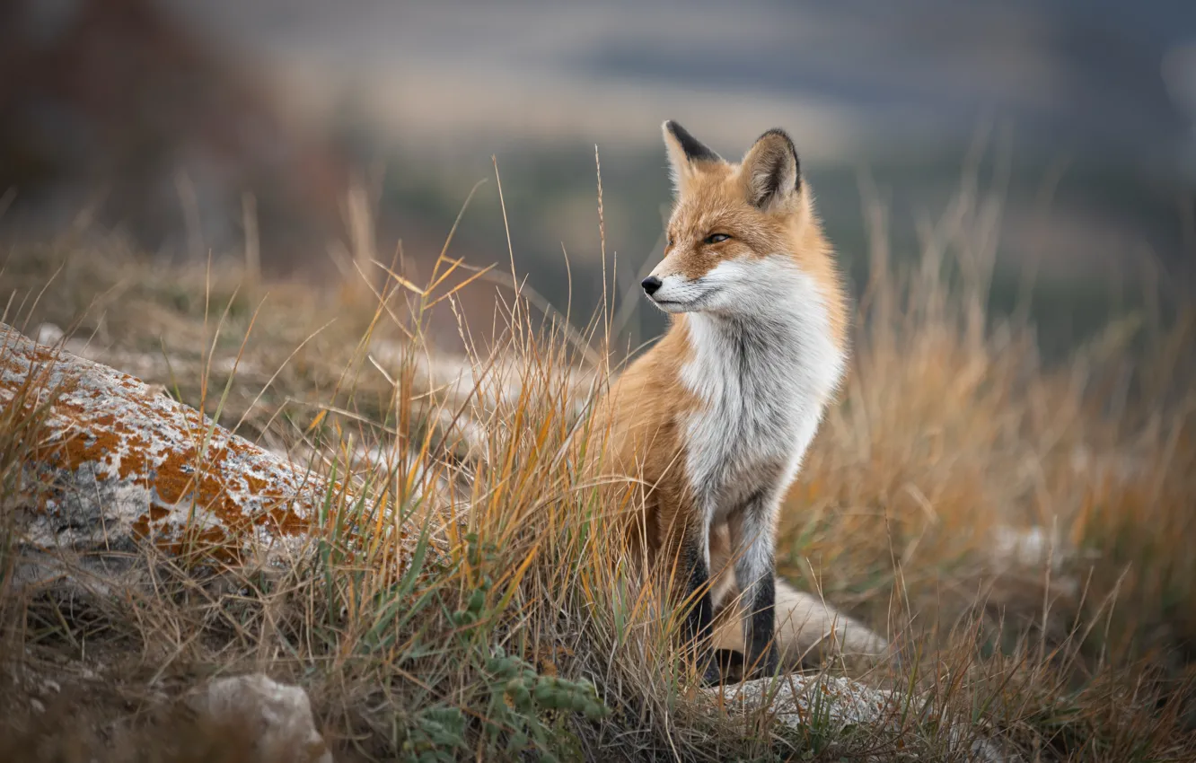 Фото обои осень, трава, природа, камни, животное, лиса, лисица