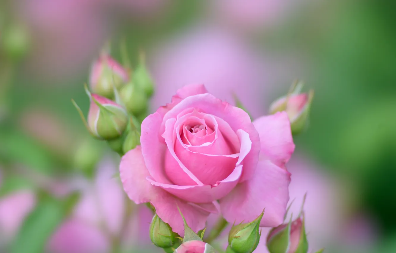 Фото обои розовая, роза, лепестки, бутоны, боке