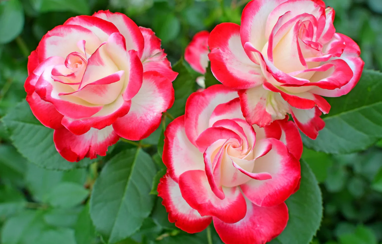 Фото обои розы, трио, пестрые
