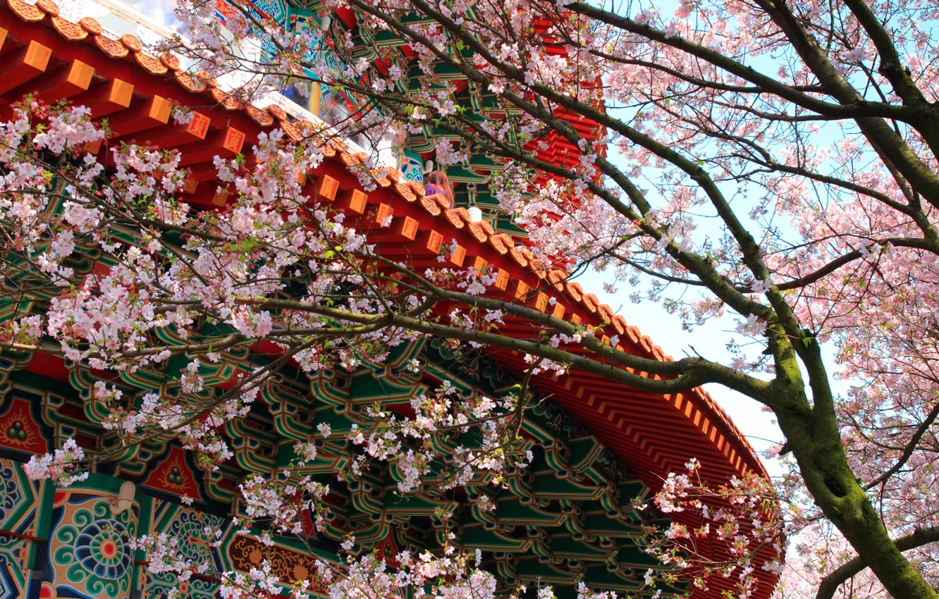 Фото обои цветы, дерево, узоры, здание, весна, сакура, храм