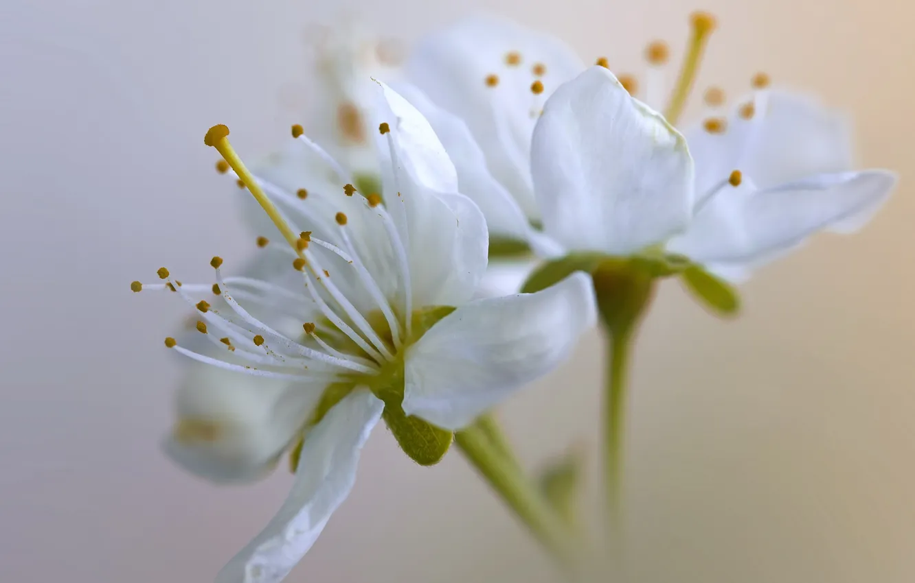 Фото обои цветы, вишня, весна, белые, цветение