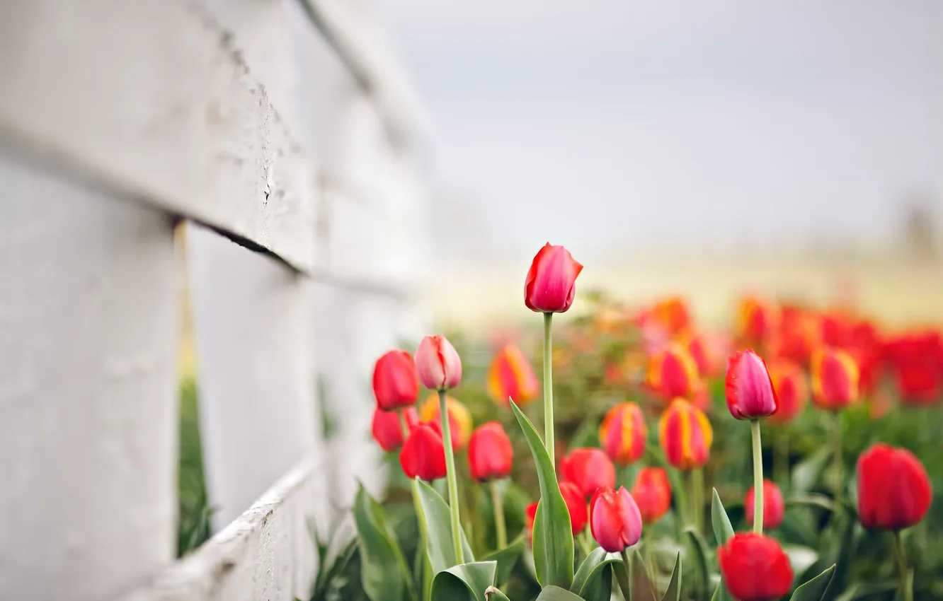 Фото обои цветы, природа, весна, тюльпаны, боке