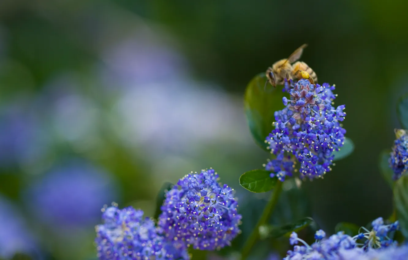 Фото обои зелень, цветок, макро, синий, природа, пчела, голубой, растения