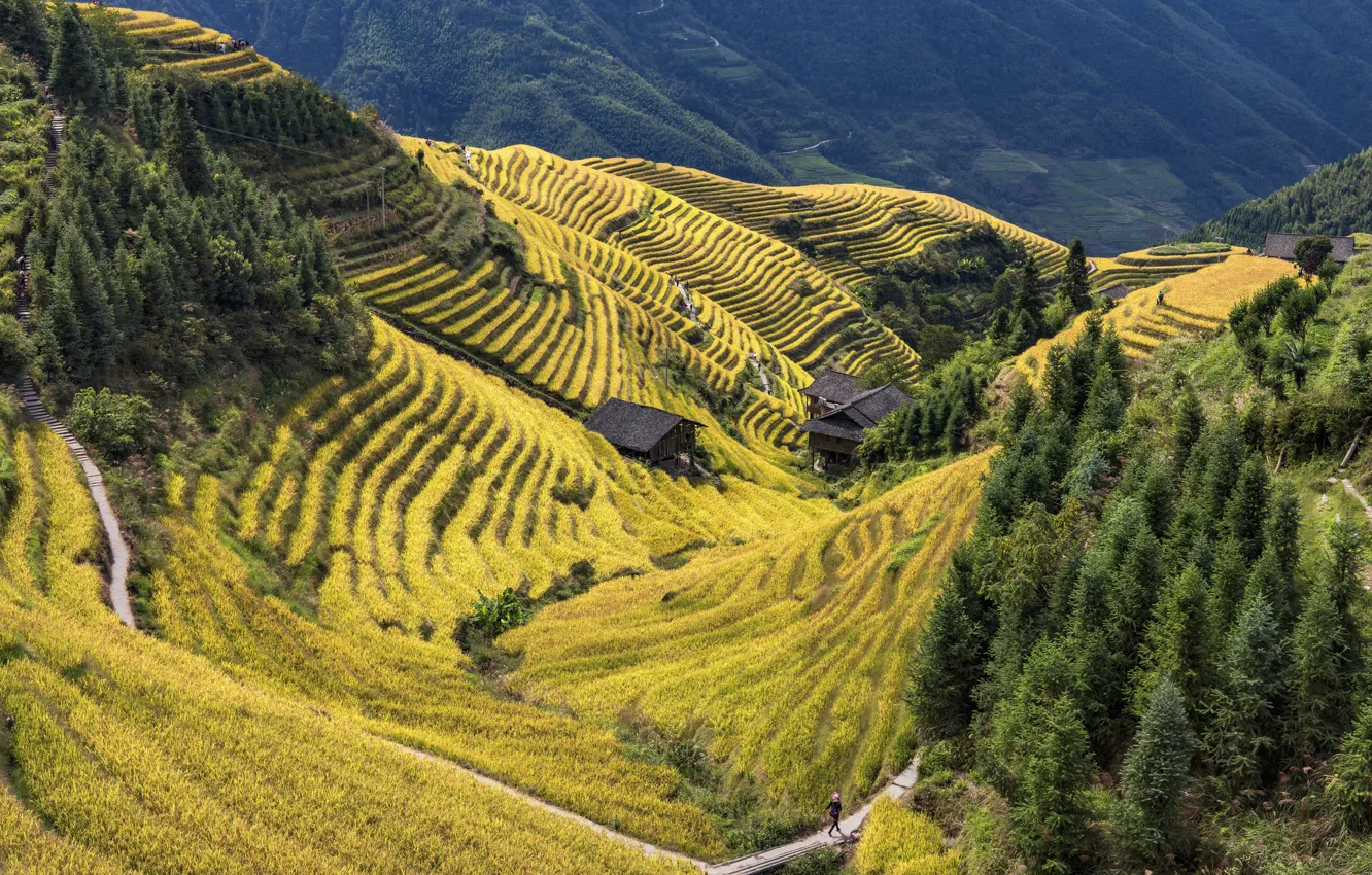 Фото обои Китай, Longsheng County, террасные рисовые поля