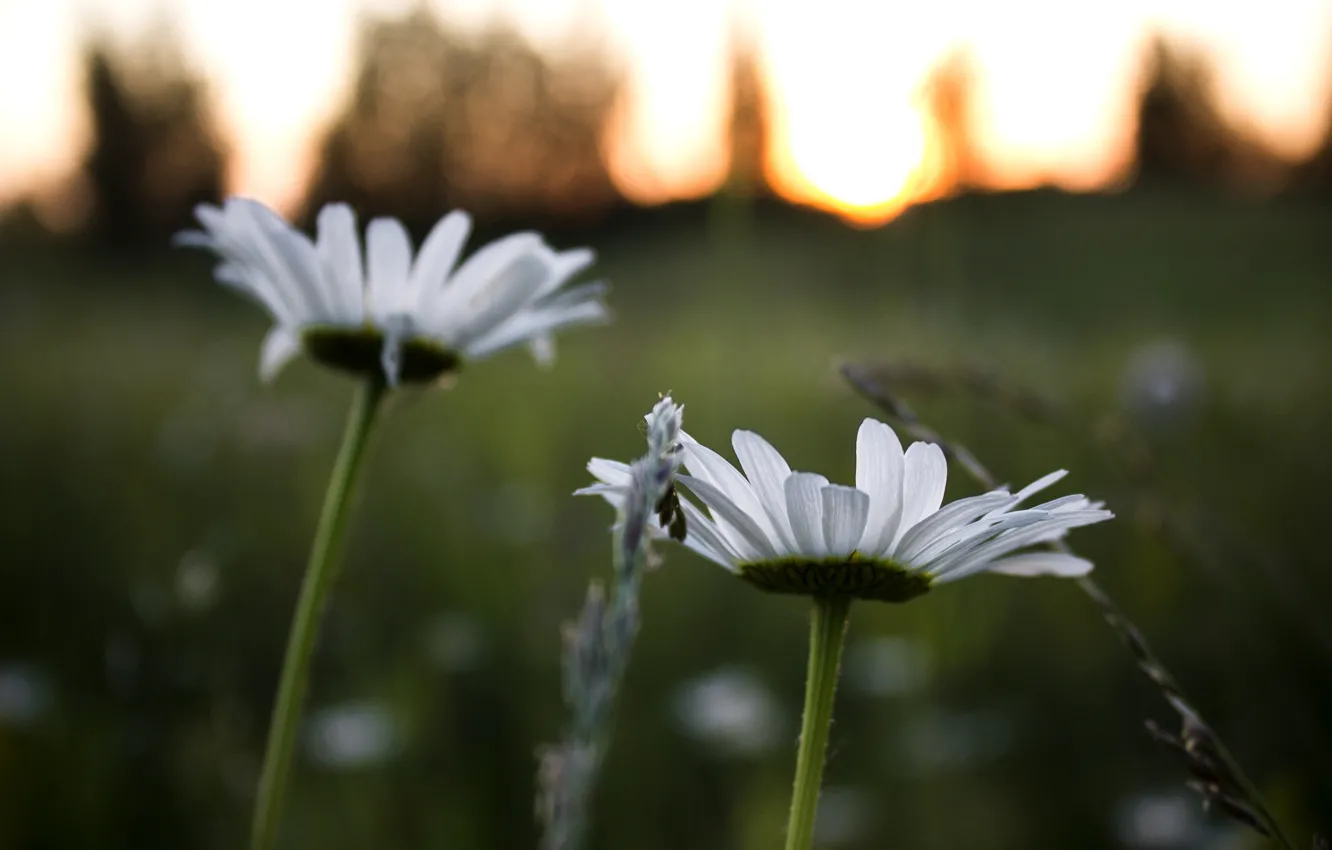 Фото обои лето, роса, поляна, вечер, закат солнца, ромашки полевые