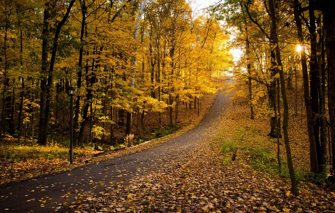 Фото обои дорога, осень, парк, листва