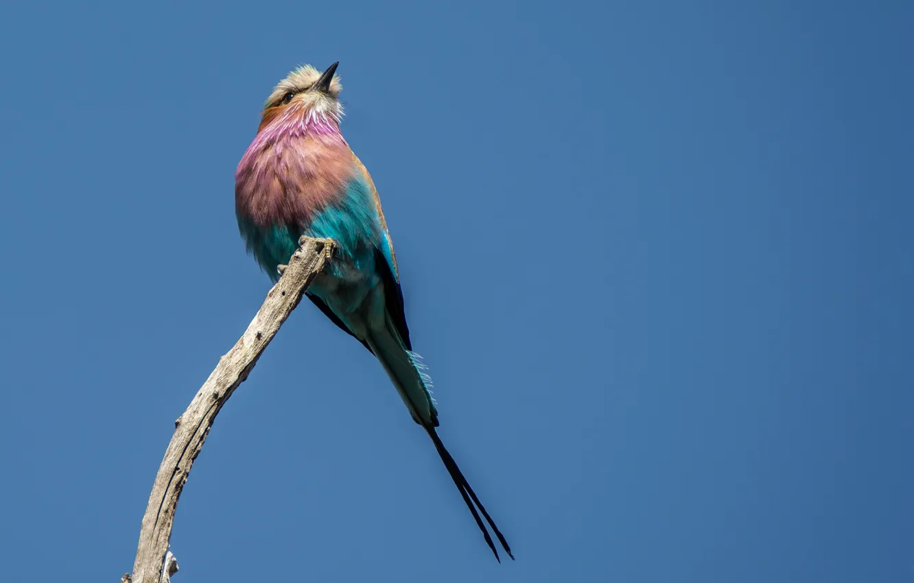 Фото обои птица, ветка, голубое небо, живая природа, цветные птица