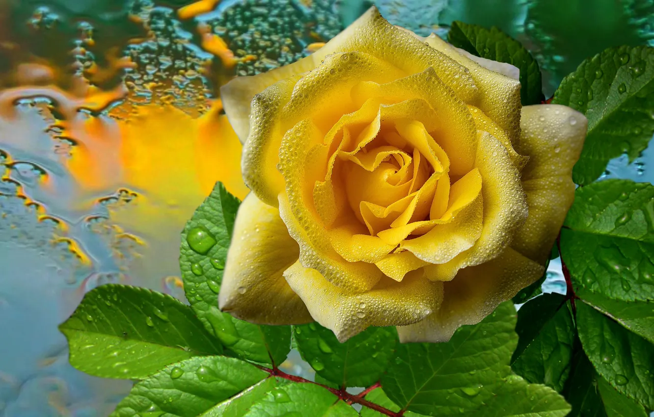 Фото обои капли, дождь, Роза, жёлтая
