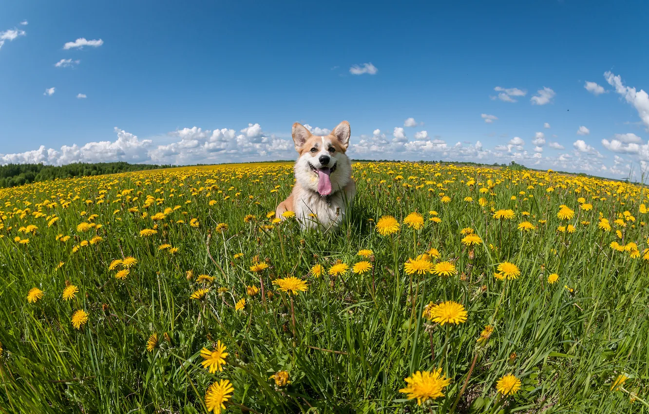 Фото обои взгляд, природа, поза, собака, мордашка