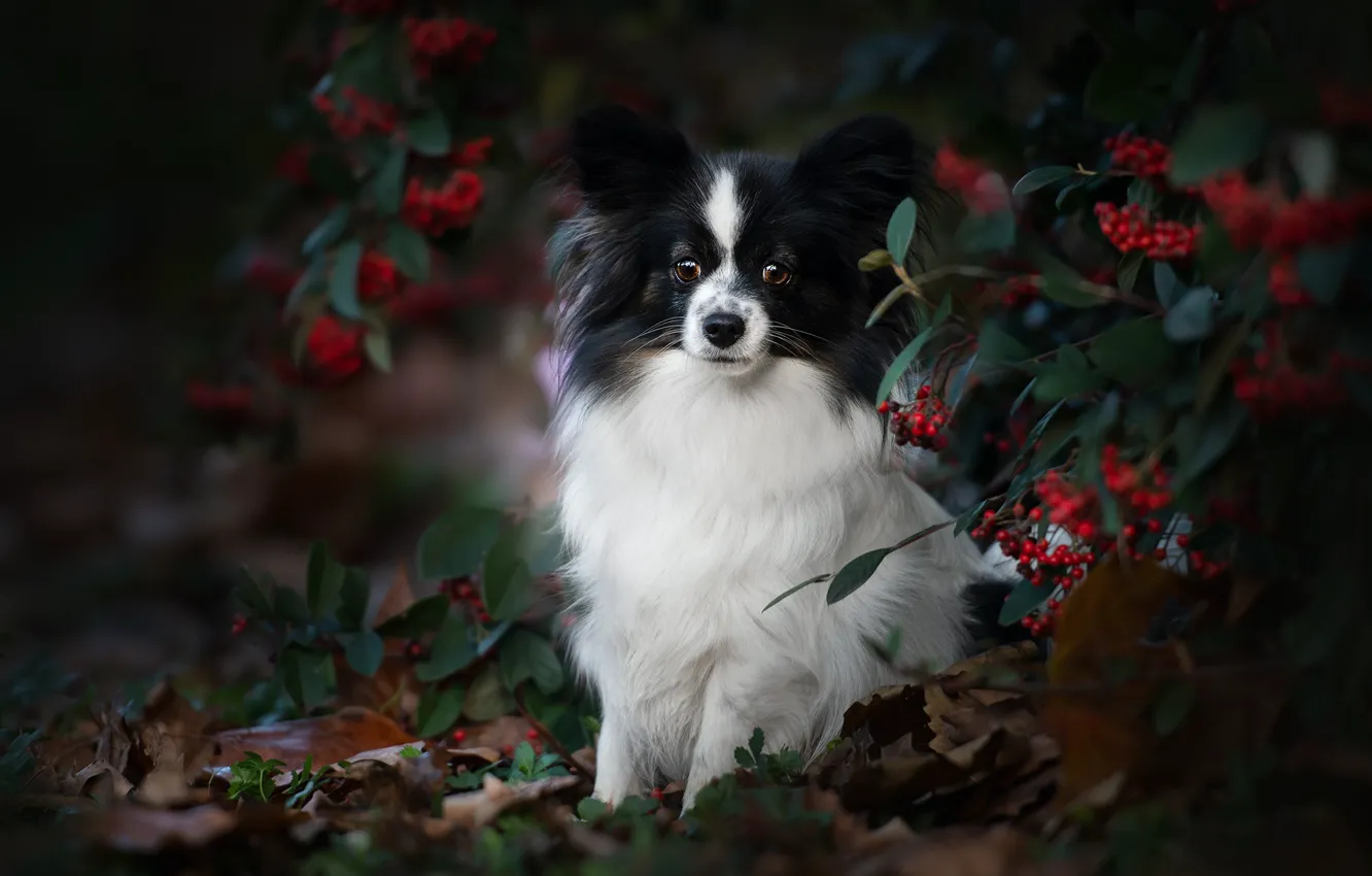 Фото обои осень, взгляд, ветки, ягоды, портрет, собака, Папийон, Континентальный той-спаниель