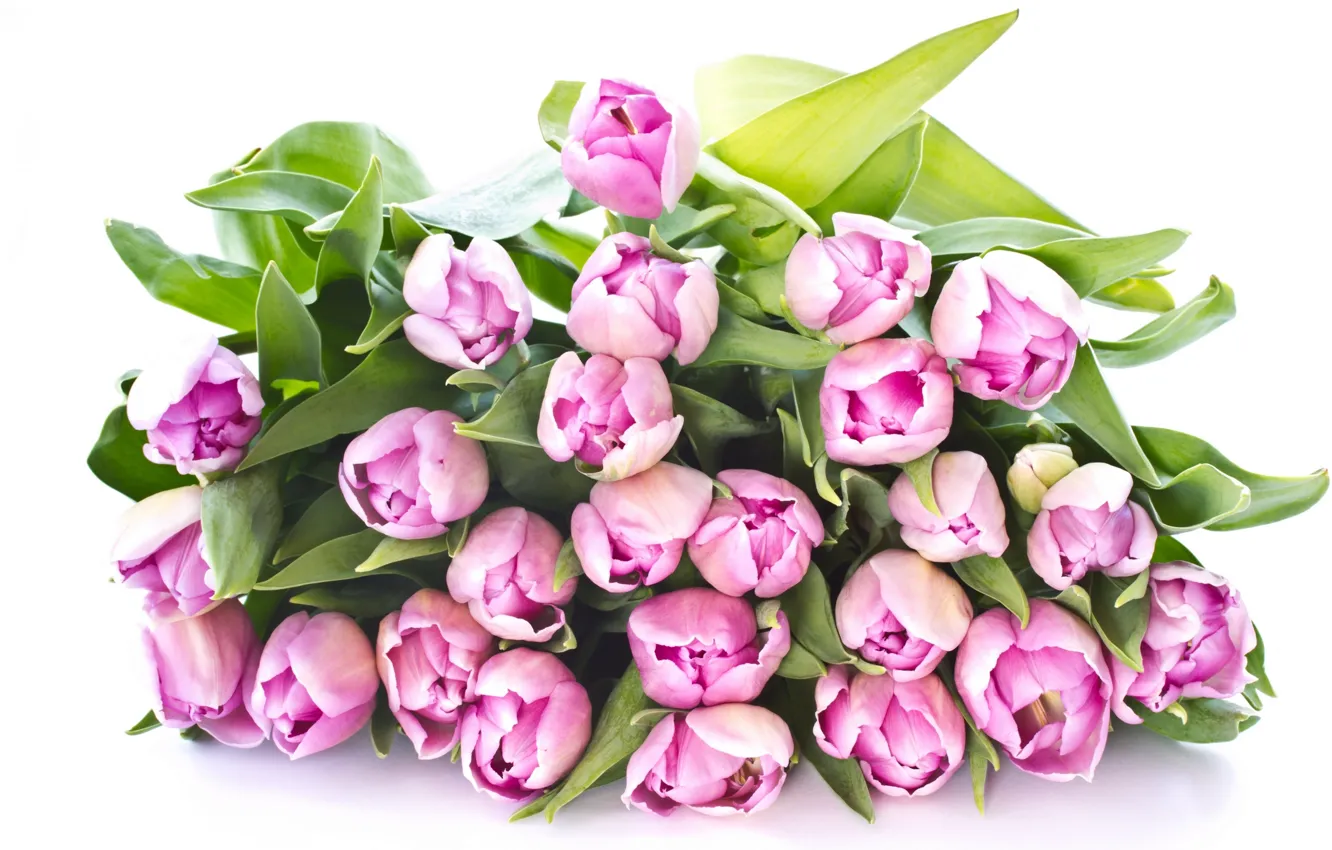 Фото обои листья, цветы, красота, букет, лепестки, тюльпаны, розовые, pink