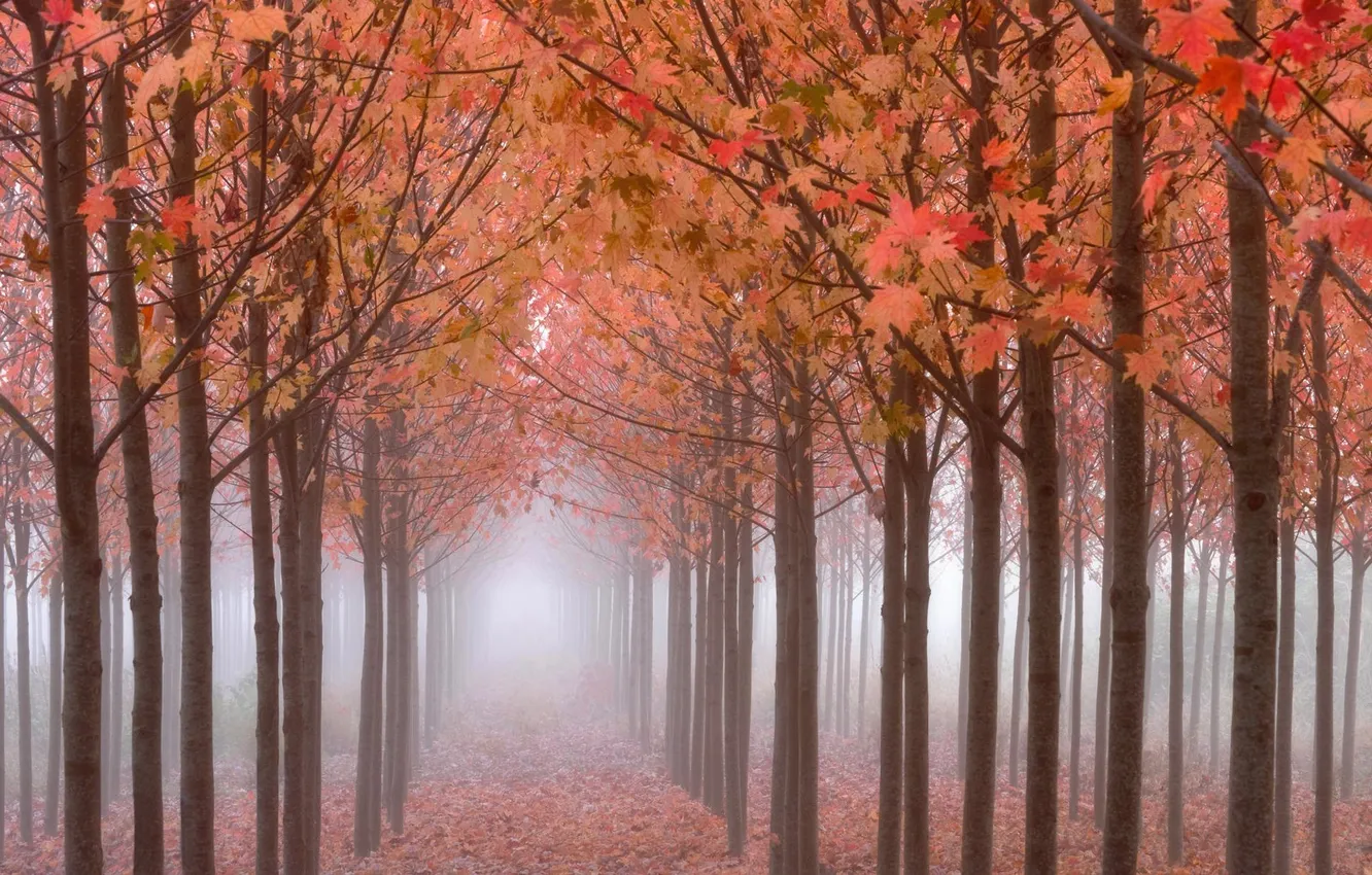 Фото обои осень, деревья, туман, Лес