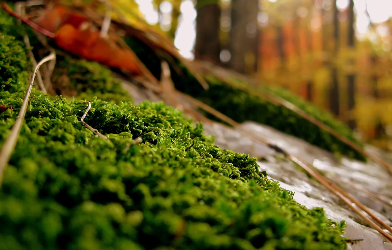 Фото обои осень, лес, трава, камни