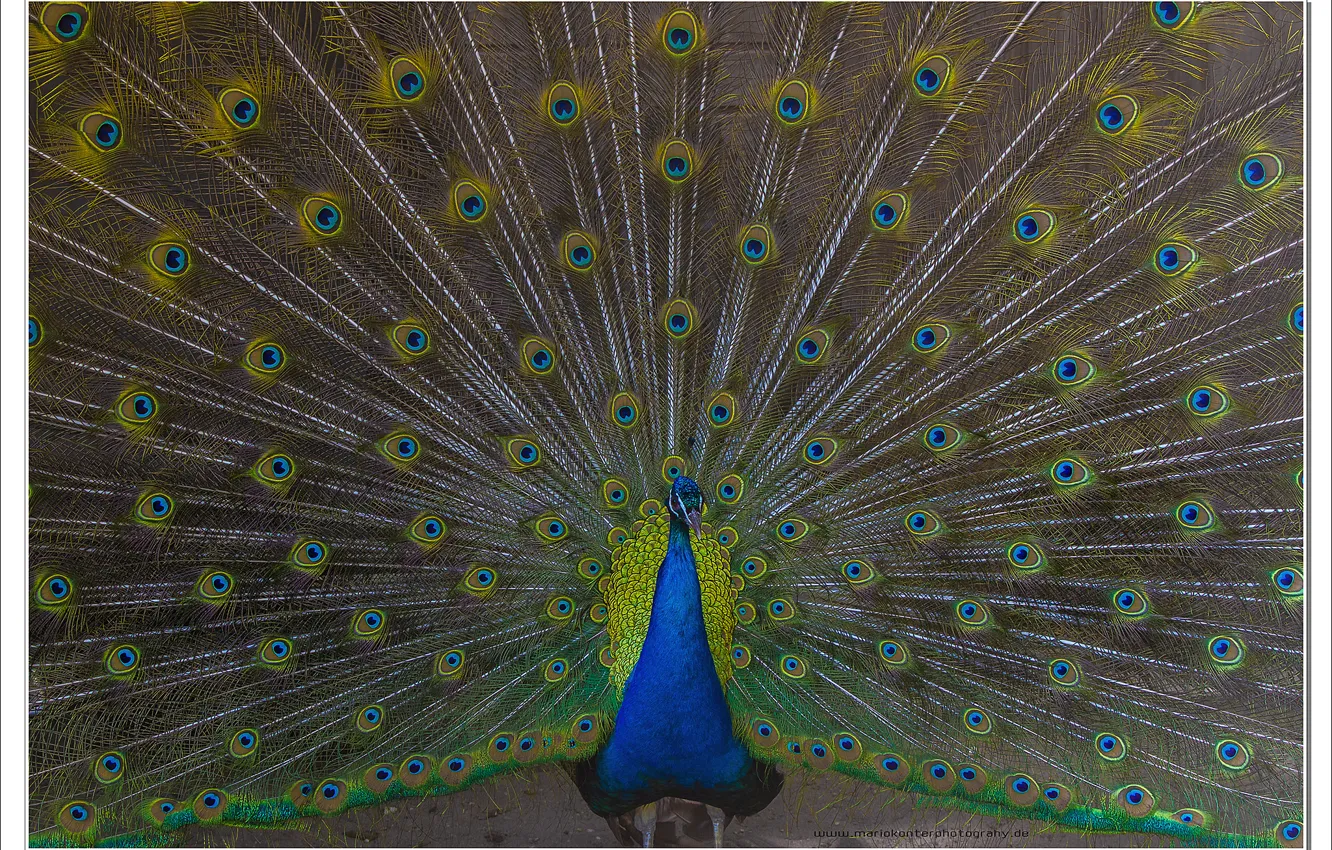 Фото обои colors, animals, zoo, peacock, peacock feathers