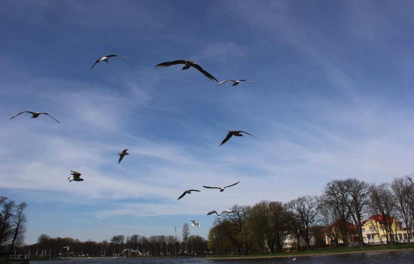 Фото обои чайки, весна, Калининград, озеро Верхнее
