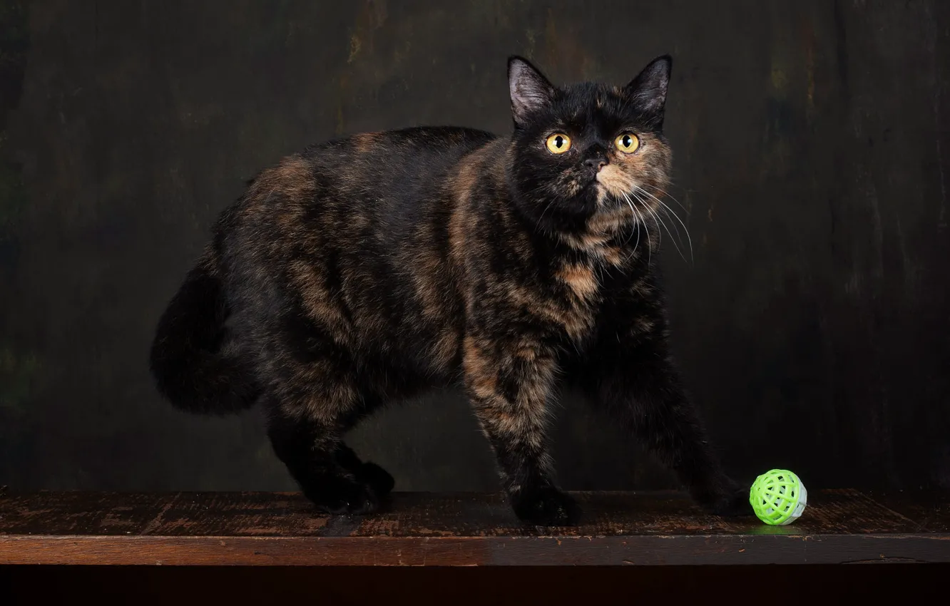 Фото обои кошка, взгляд, поза, темный фон, стол, шарик, мордочка, фотостудия