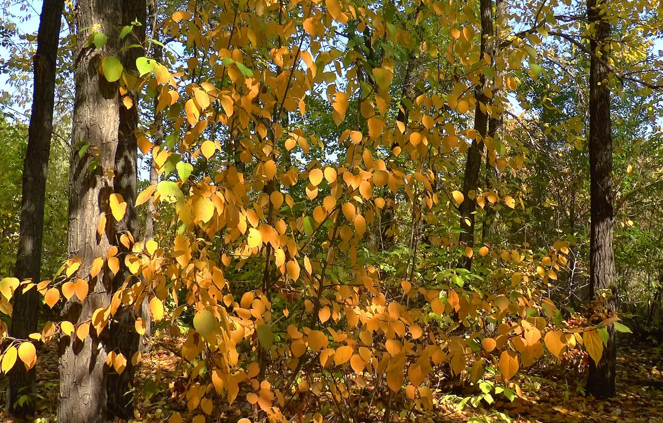 Фото обои осень, листья, природа, блики