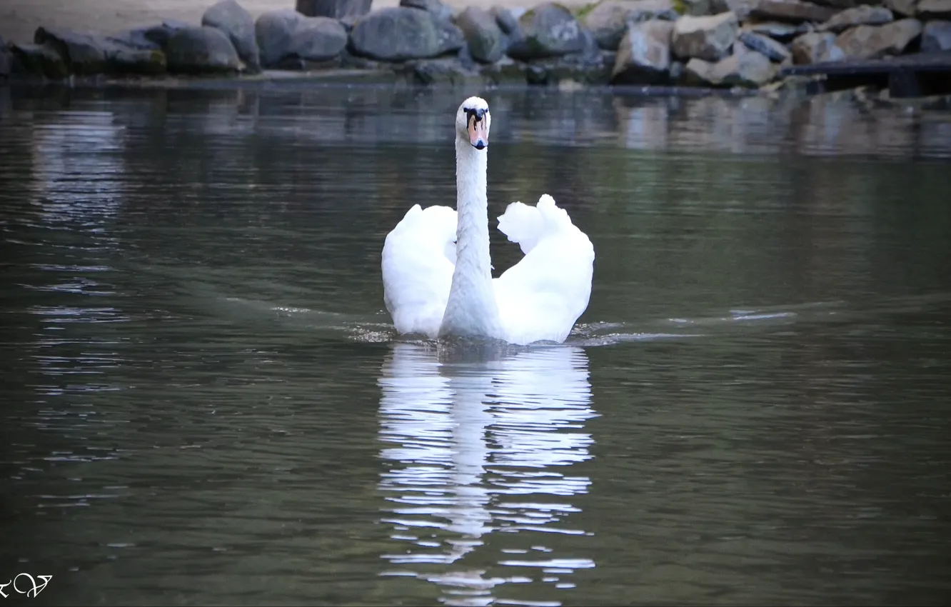 Фото обои озеро, красиво, лебедь