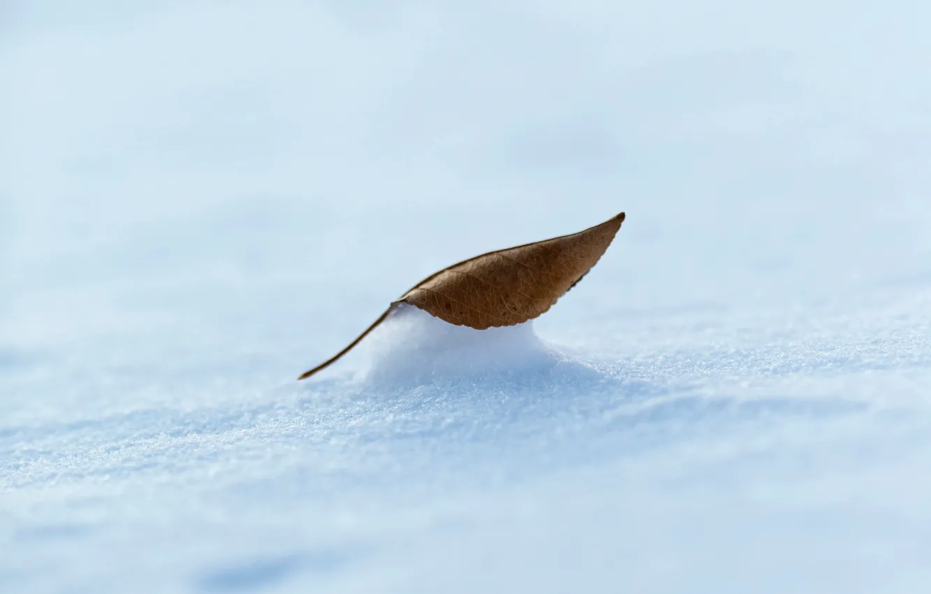 Фото обои зима, снег, лист, минимализм, сухой лист
