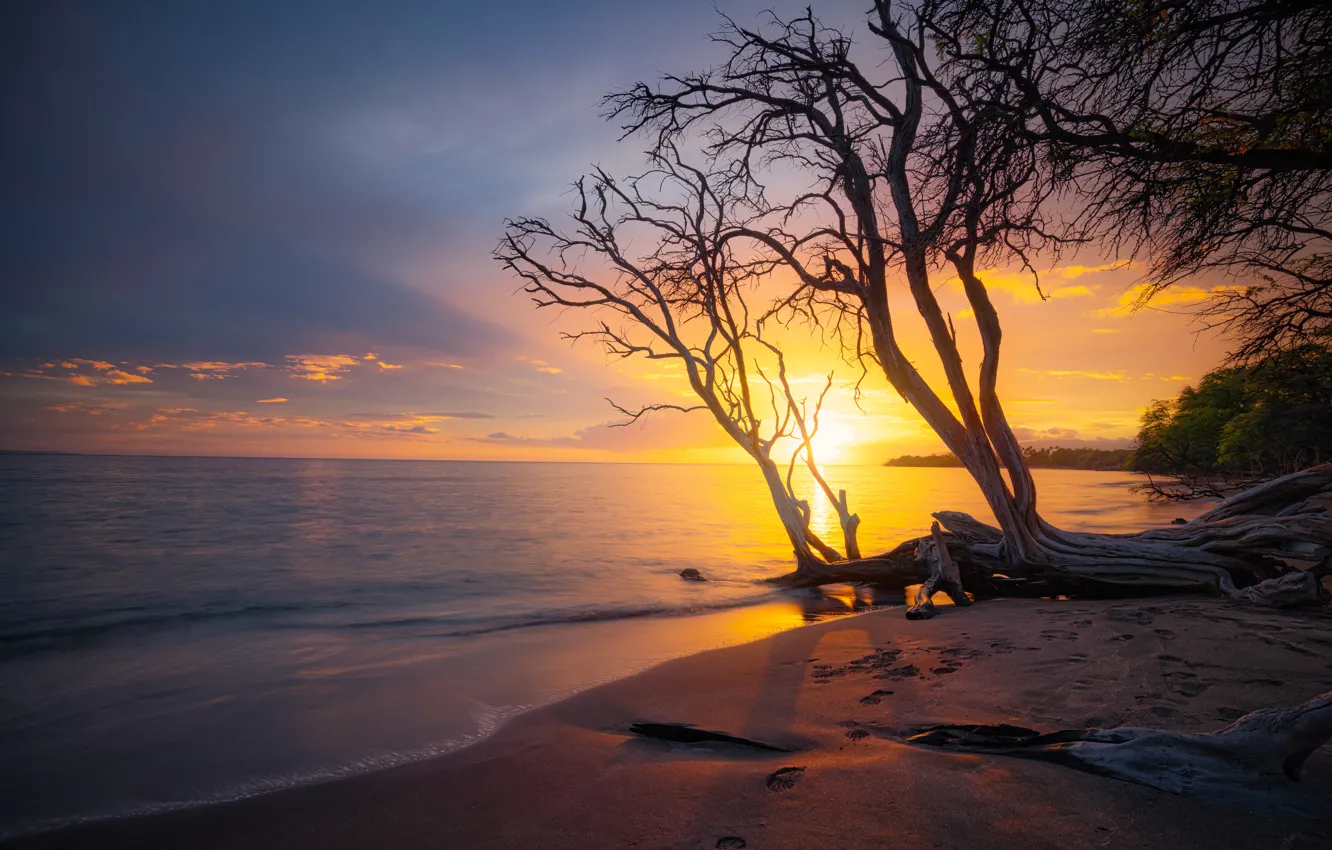 Фото обои песок, море, пляж, солнце, деревья, закат, ветки, берег